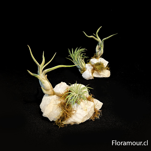 Base de cuarzo con dos especies de tillandsias naturales. Paisajismo decorativo. Planta ex&oacute;tica del aire que no usa tierra.